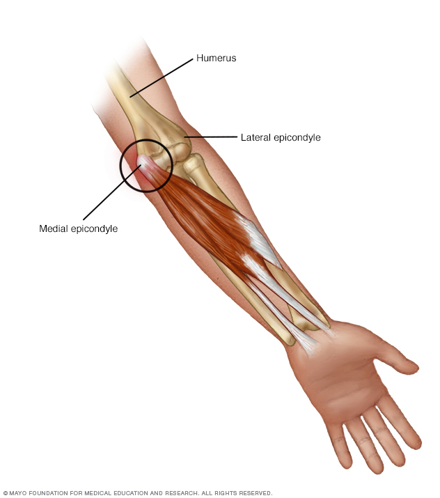 Diagram of Elbow and Muscles