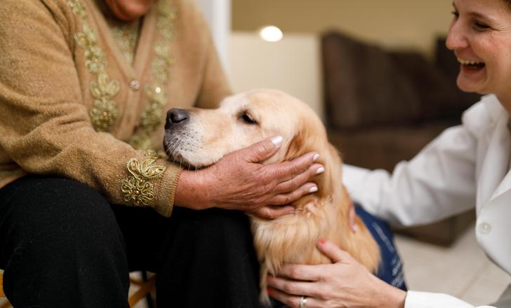 Therapy Dog