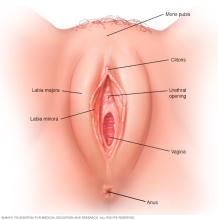 Illustration showing the parts of the vulva that includes the labia and clitoris
