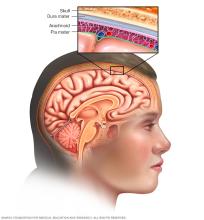 Meninges