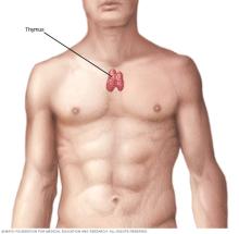Thymus gland 