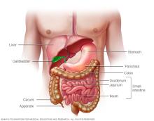 Illustration showing small intestine