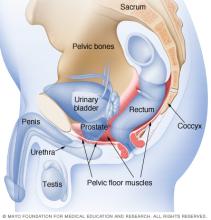 Where pelvic floor muscles are located in men