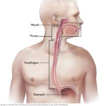 Parts of the digestive system involved in swallowing are shown, including the mouth, throat, esophagus and stomach.