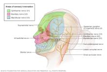 Illustration showing anatomy of the skull and face