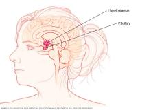 Illustration showing the pituitary gland and hypothalamus
