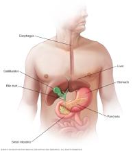 Illustration of the esophagus, liver, gallbladder, bile duct, stomach, pancreas and small intestine