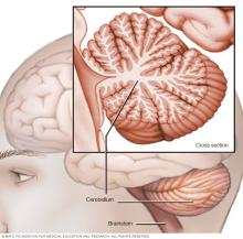 Cerebellum and brainstem