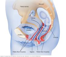 Where pelvic floor muscles are located in women
