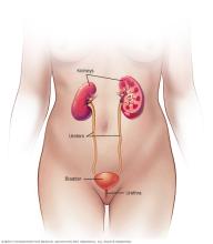 Female urinary system anatomy