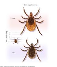 Deer tick