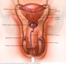 Illustration showing parts of the male reproductive system and urinary system