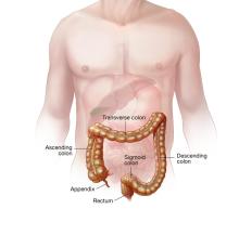 Illustration showing colon and rectum