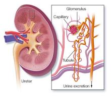 Kidney cross section