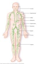 Lymph nodes cluster throughout the lymphatic system