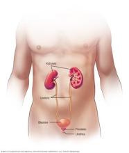 Illustration of the male urinary system