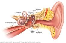 Illustration showing inside of your ear