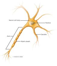 Nerve cell (neuron), showing axon and dendrites