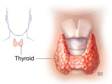 Thyroid gland showing larynx and trachea