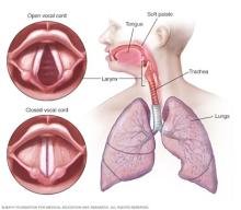 Open and closed vocal cords