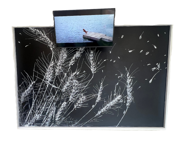 Casey Opstad Art - Wheat