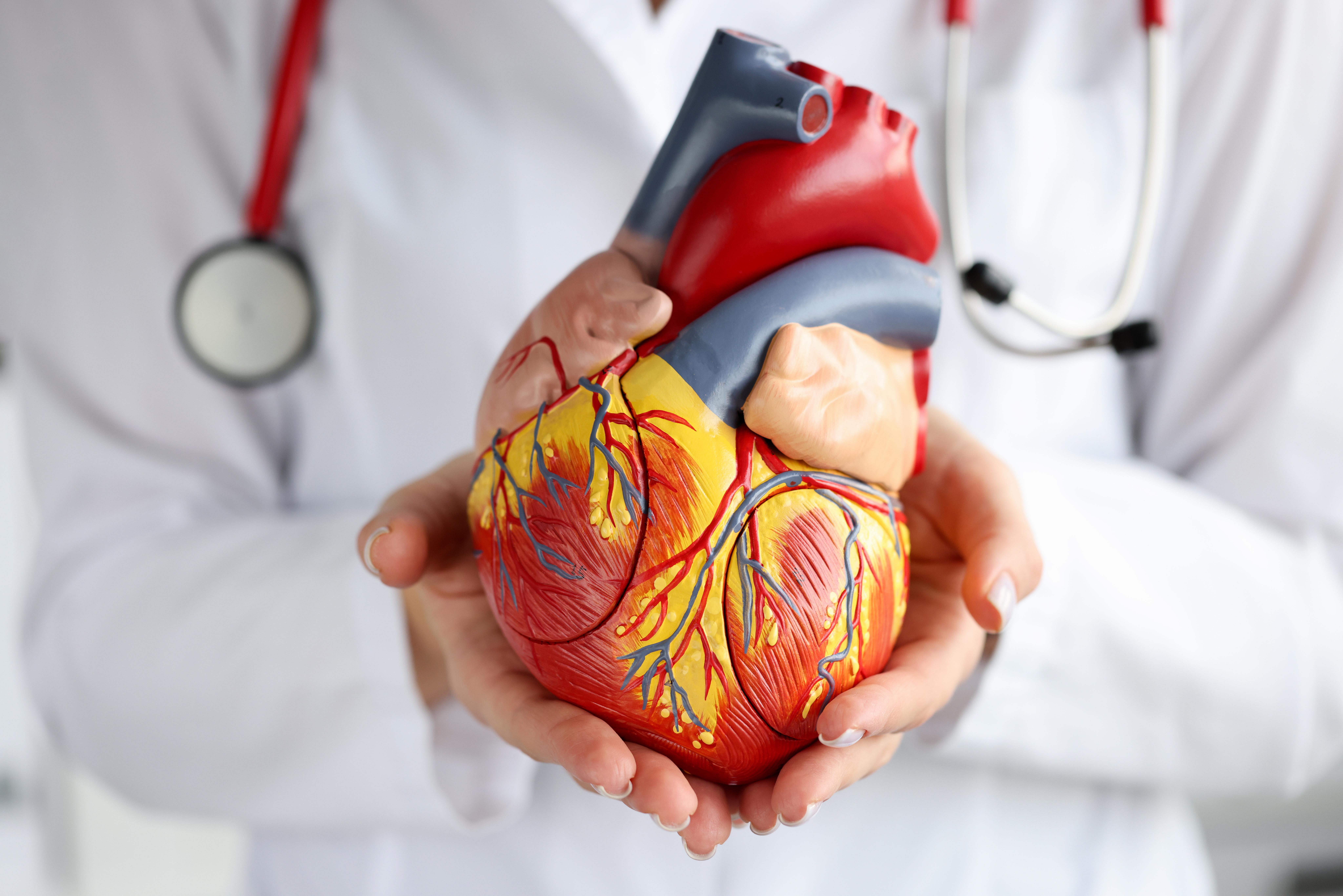 A doctor showing a plastic heart model.