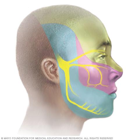 Illustration showing branches of the trigeminal nerve 

