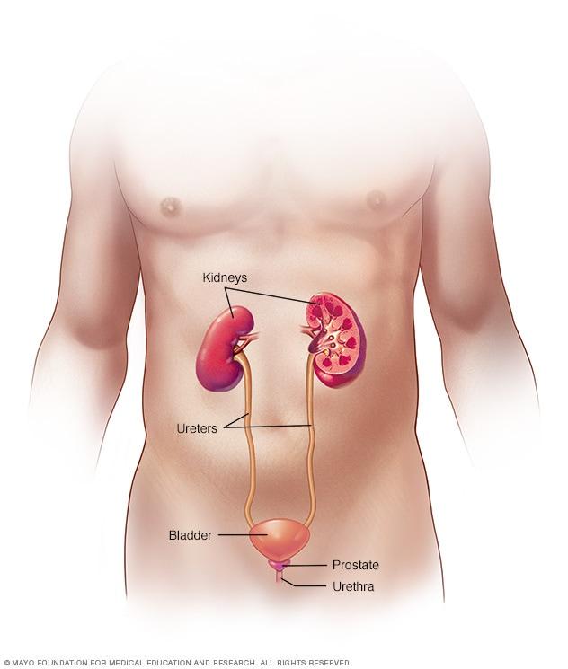 Male urinary system anatomy