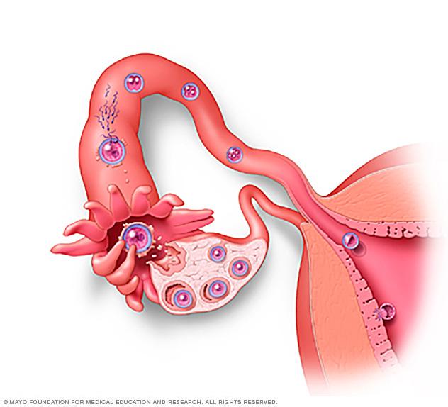 Illustration of egg being fertilized and implanting in uterus