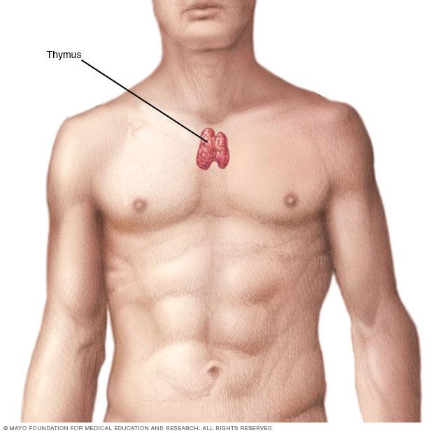 Thymus gland 