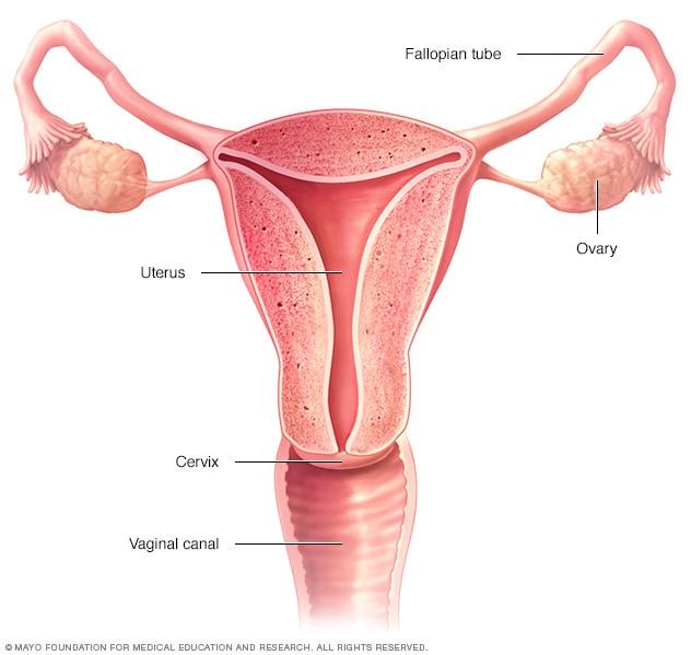 Illustration showing where female reproductive organs are located