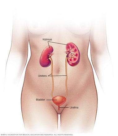 Illustration of the female urinary system
