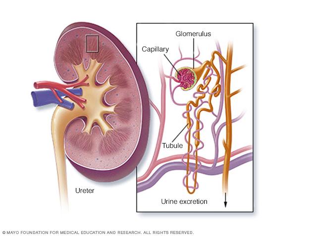Parts of the kidney and how it filters waste from the blood