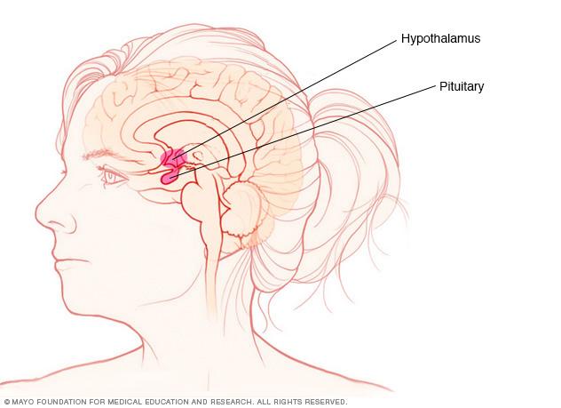 Illustration showing the pituitary gland and hypothalamus