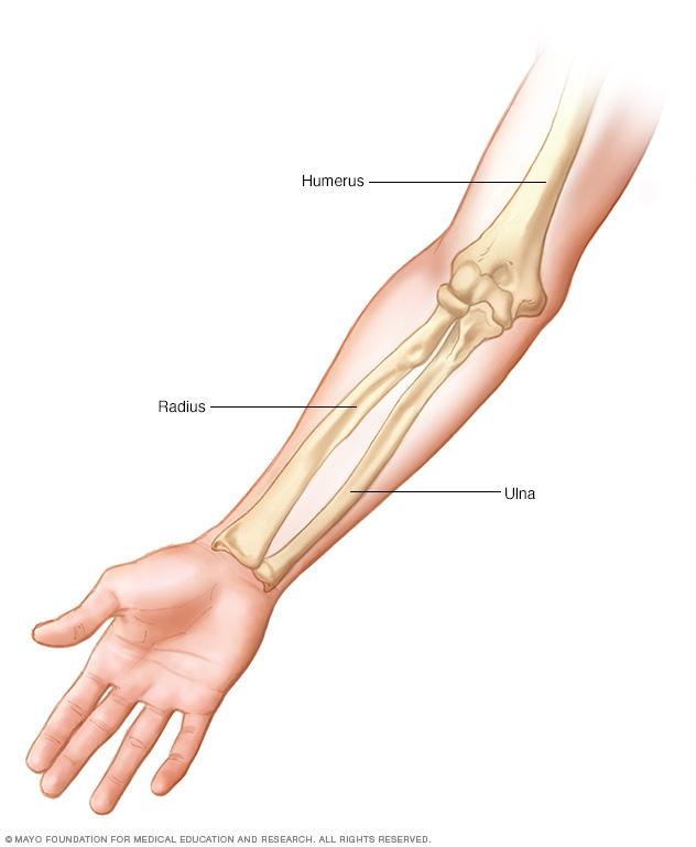 The arm bones