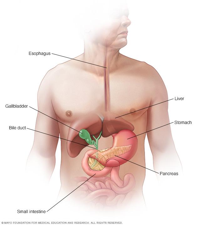Illustration of the esophagus, liver, gallbladder, bile duct, stomach, pancreas and small intestine