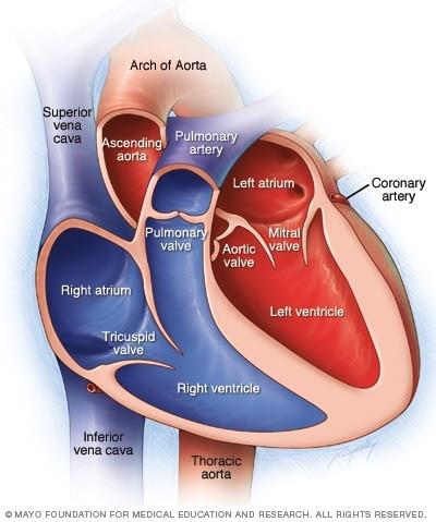 Illustration showing chambers and valves of the heart