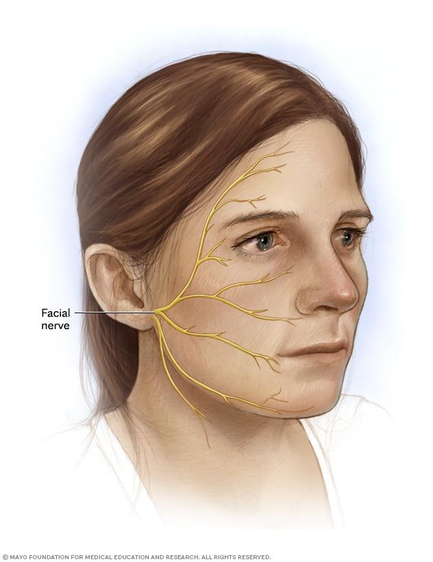 Nerves spread out from the base of the ear to above and below the eye, across the cheek and at the edge of the chin