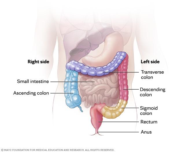Different sections of the colon, rectum and anus