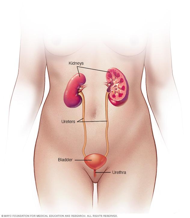 Female urinary system anatomy