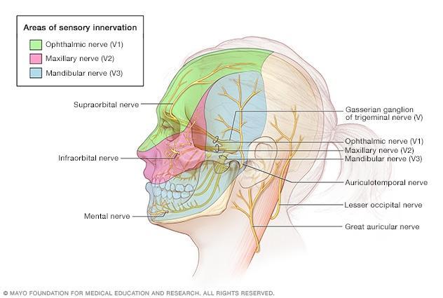 Illustration showing anatomy of the skull and face