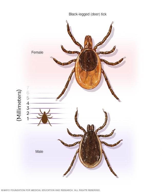 Deer tick