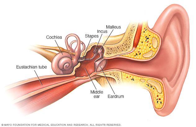 Illustration showing the inside of your ear
