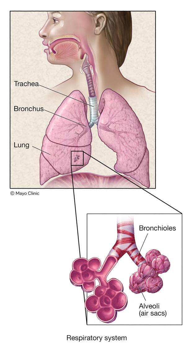 Bronchioles and alveoli in the lungs