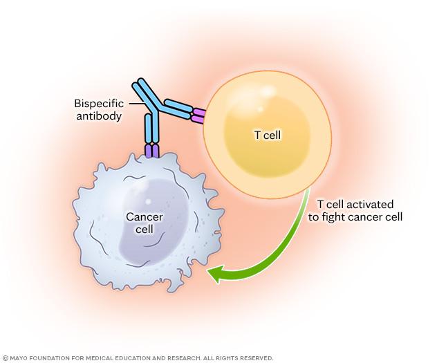 Bispecific antibody therapy: T-cell engagement