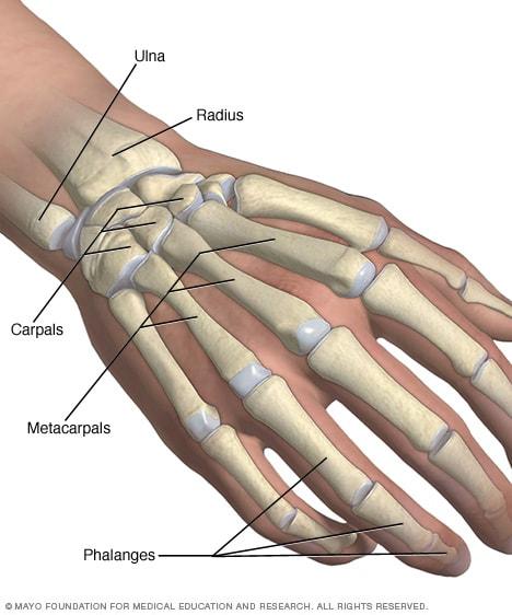 Illustration showing hand and wrist bones