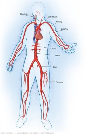 Illustration showing the large arteries