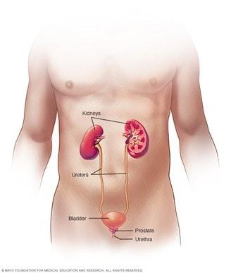 Illustration of the male urinary system