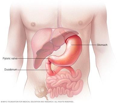 Illustration of pyloric valve, stomach and upper part of small intestine (duodenum)