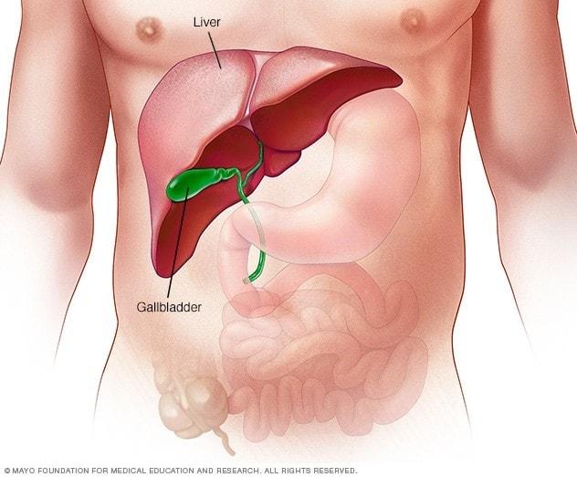 Illustration showing the liver